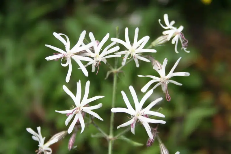 Nottingham Catchfly