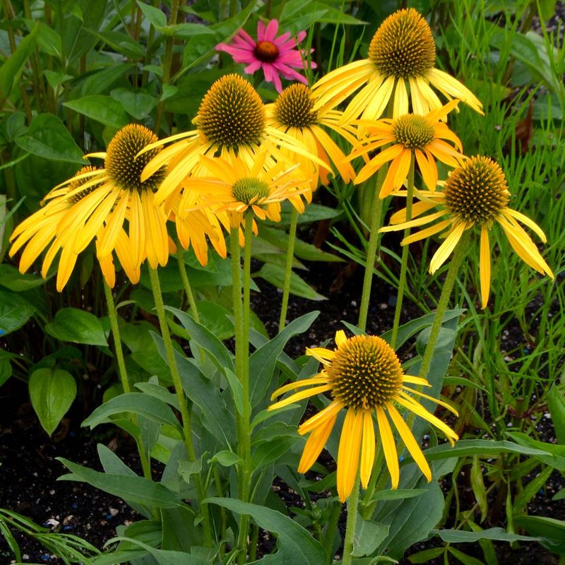 Now Cheesier Coneflower