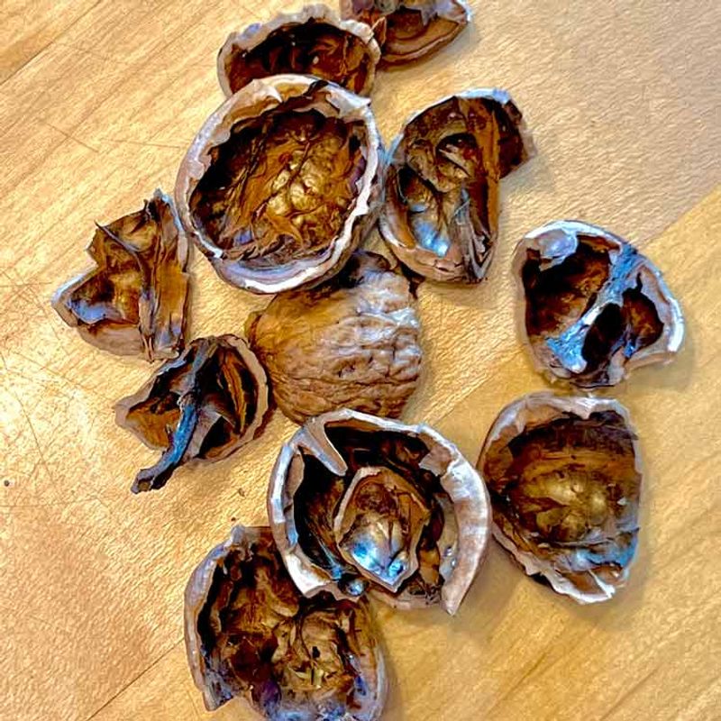 Nut Shells