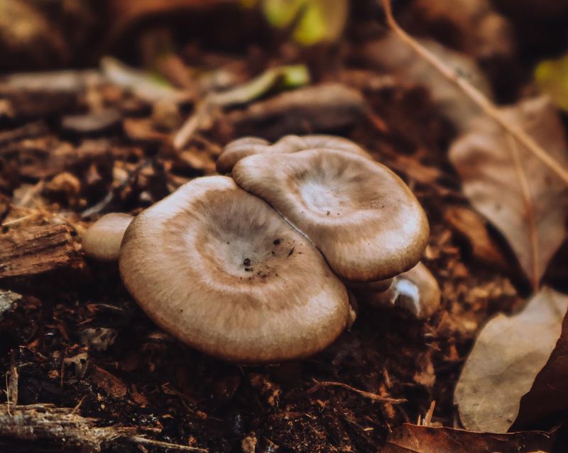Nutrient Cycling