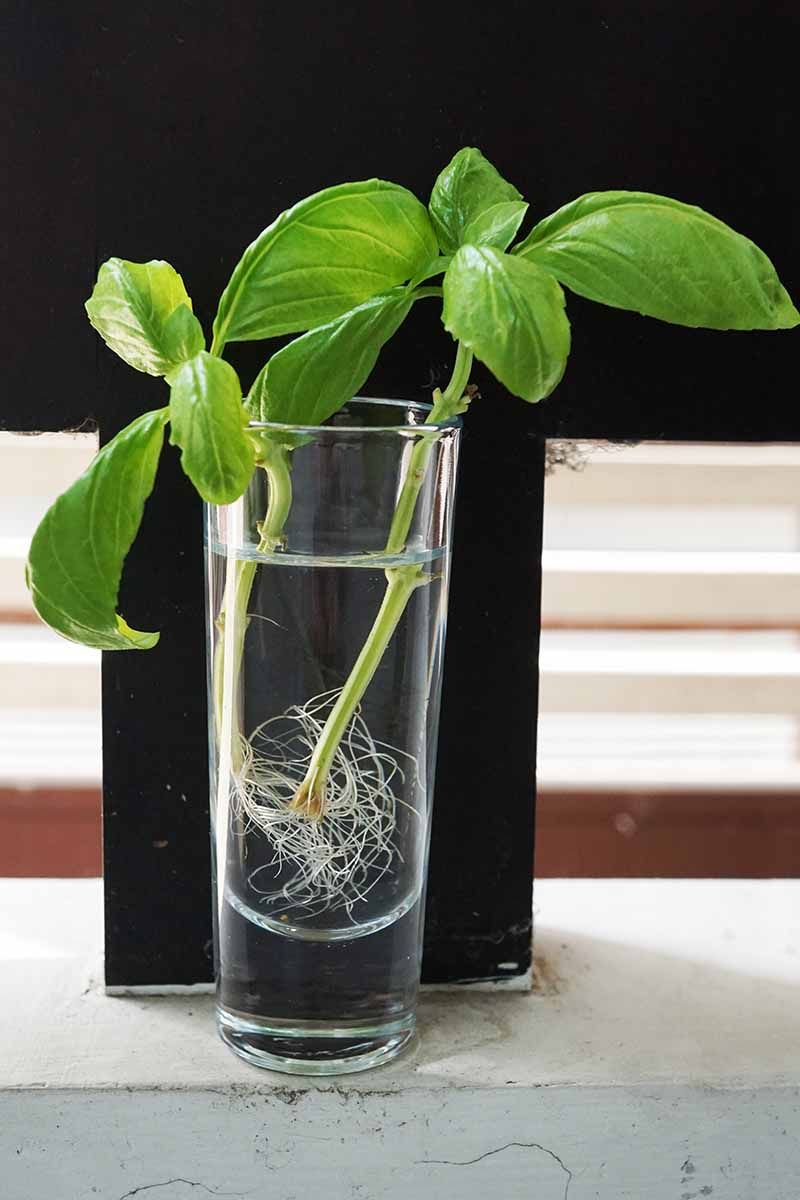 Basil