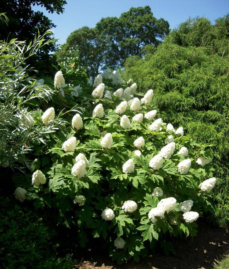 Oakleaf Hydrangea