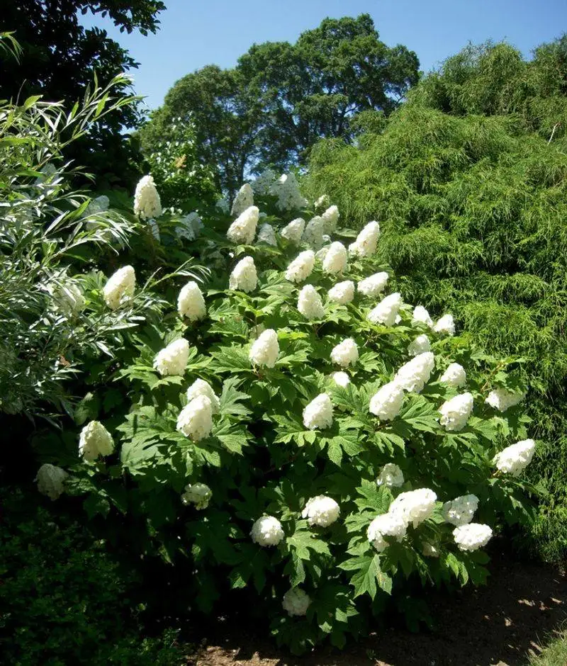 Oakleaf Hydrangea