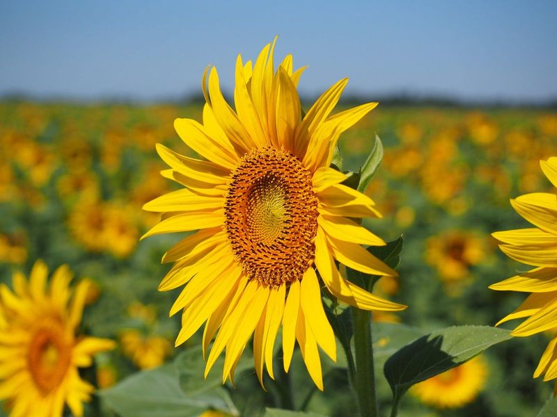 Sunflowers