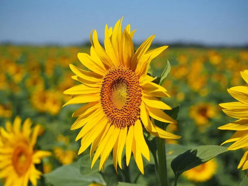 Sunflowers