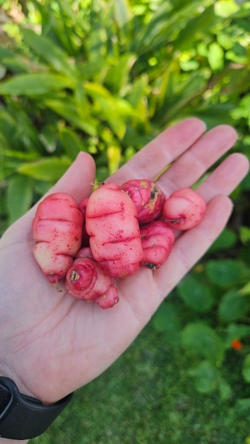Oca