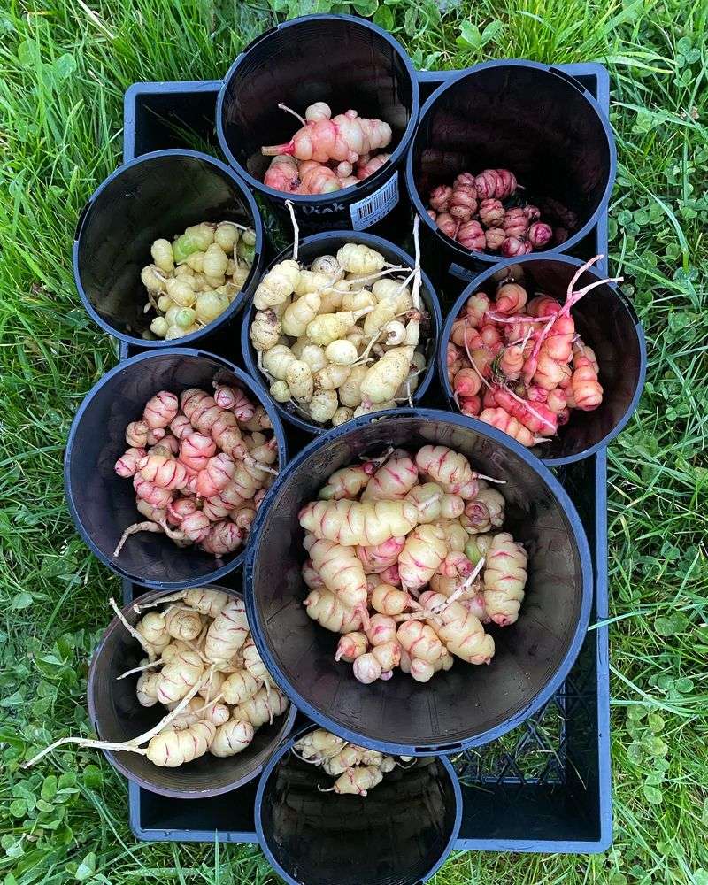 Oca (Oxalis tuberosa)