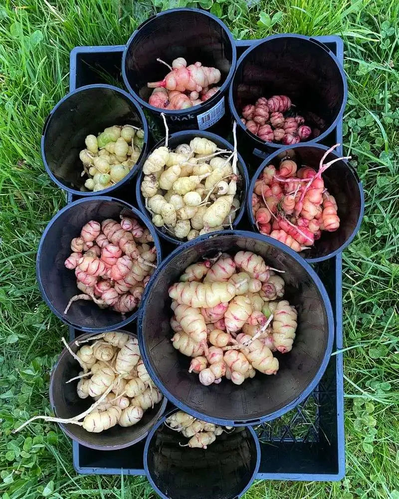 Oca (Oxalis tuberosa)