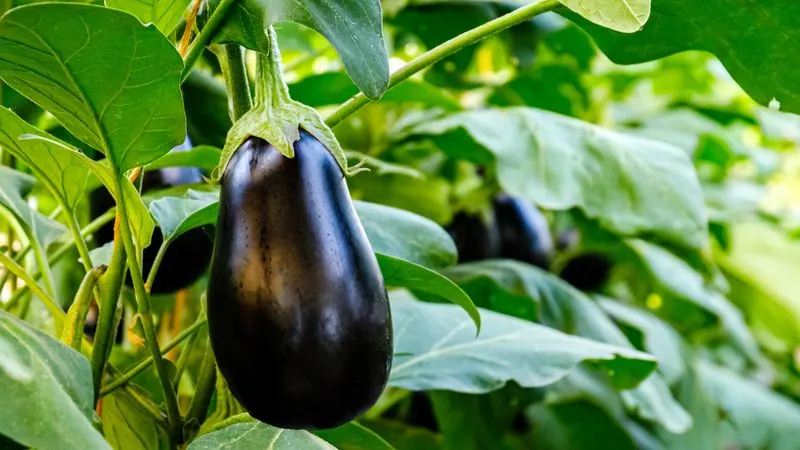 Eggplant