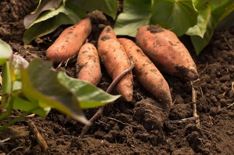 Sweet Potato