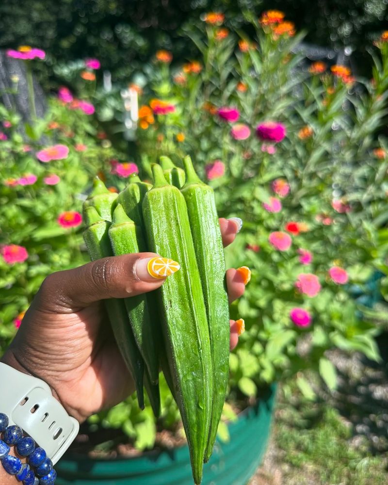 Okra