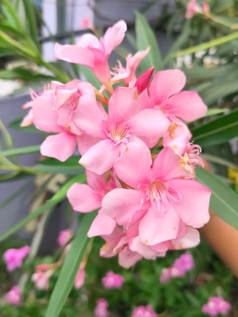 Oleander