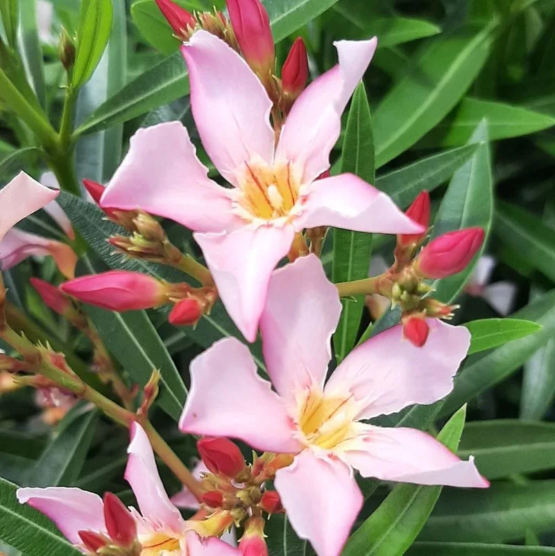Oleander