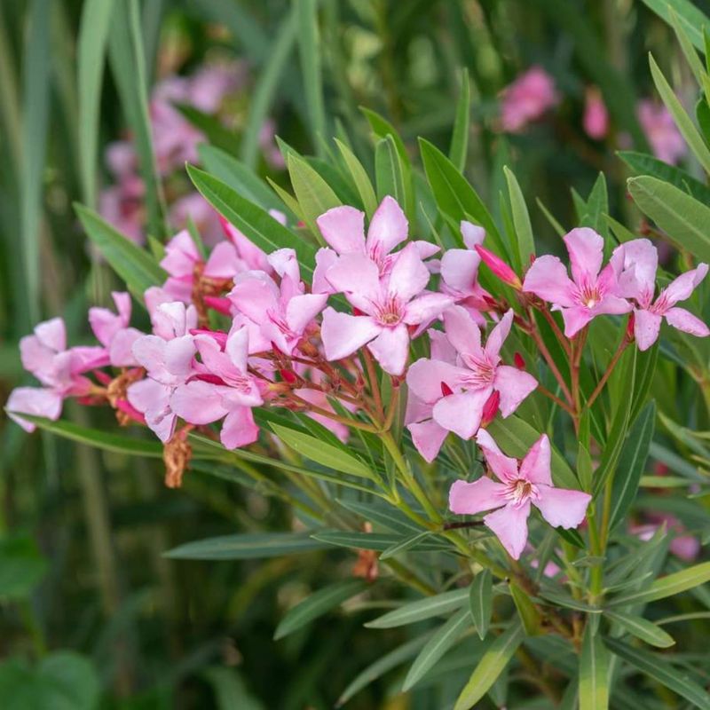 Oleander