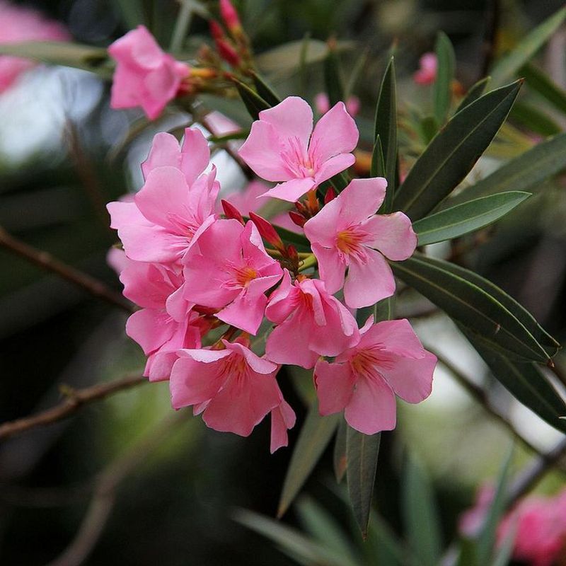 Oleander