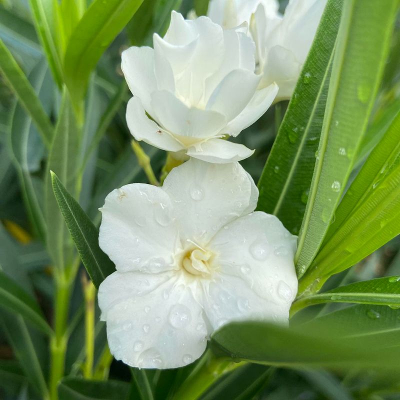 Oleander