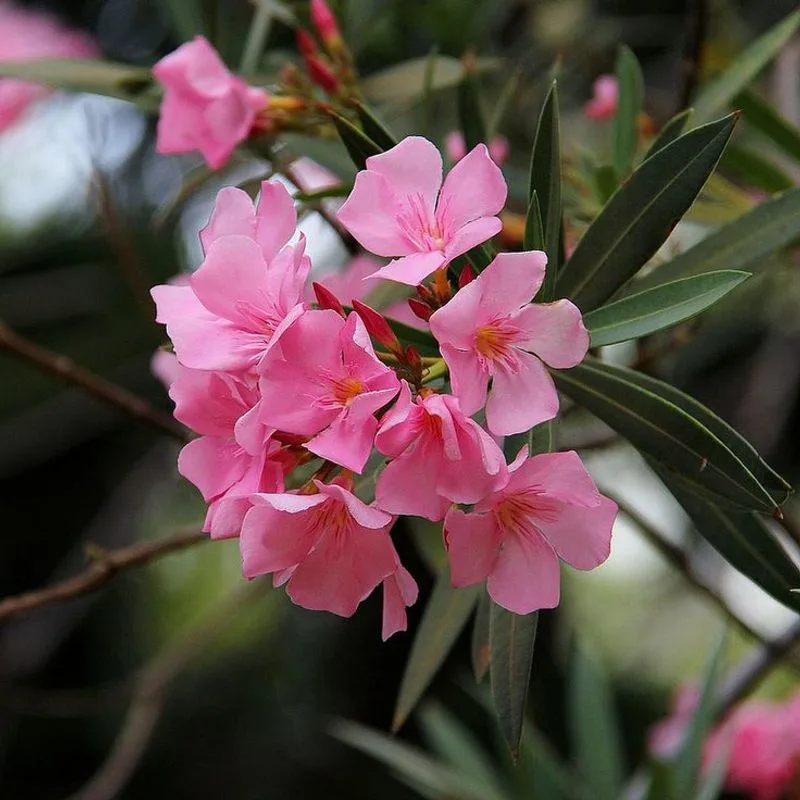 Oleander