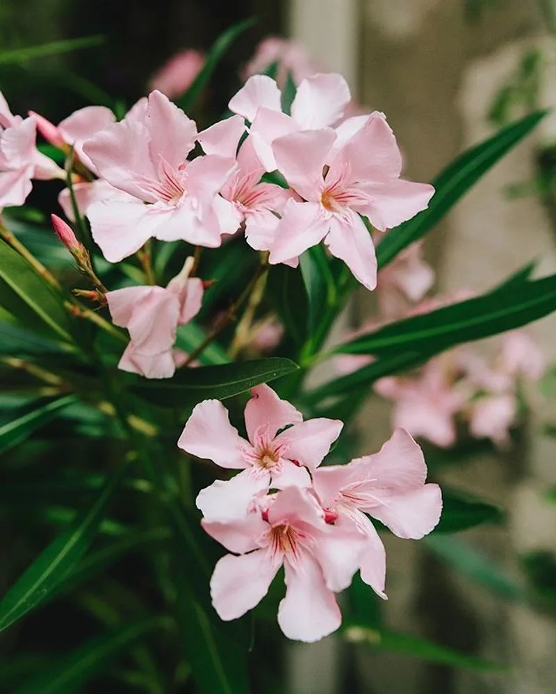 Oleander
