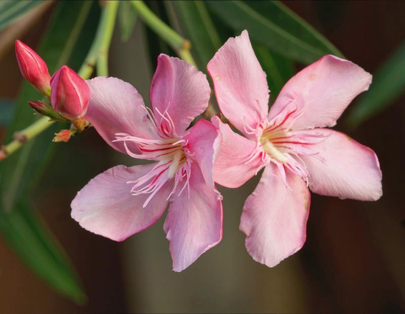 Oleander