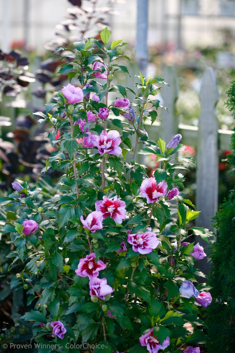 Rose of Sharon (Alternative)