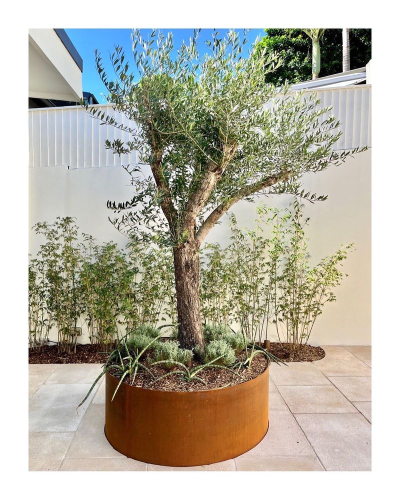 Olive Tree