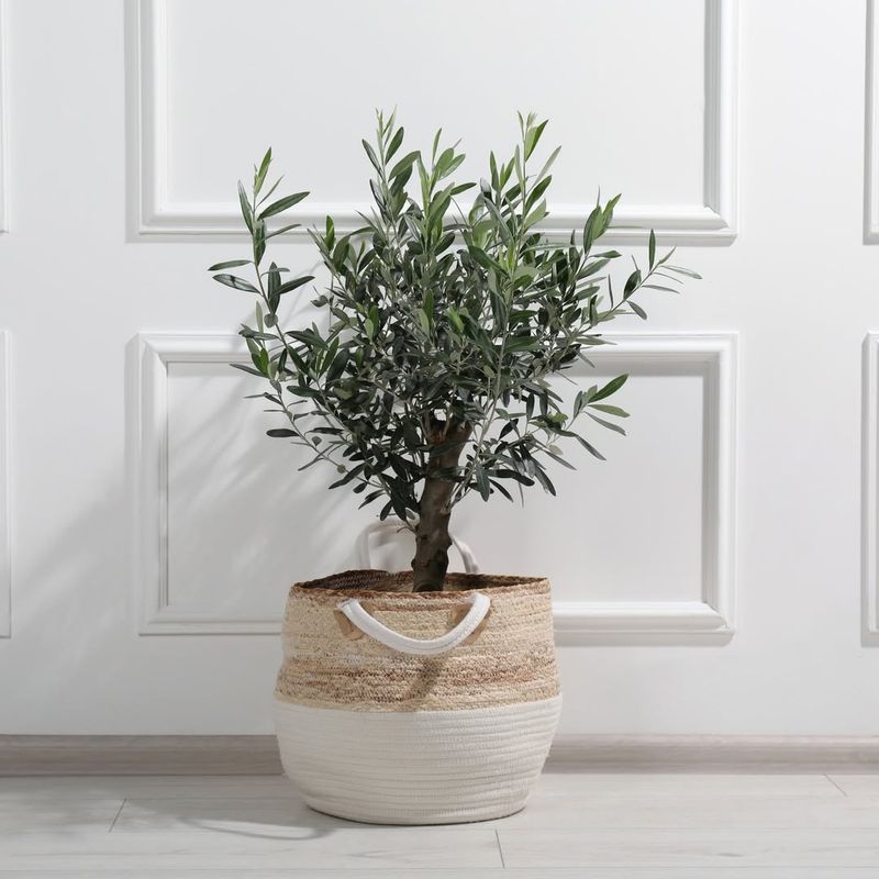 Olive Tree