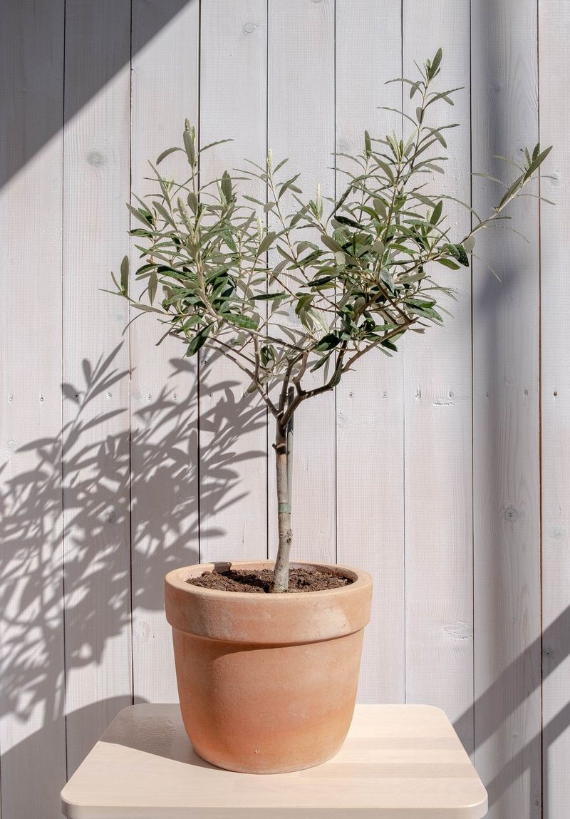 Olive Tree