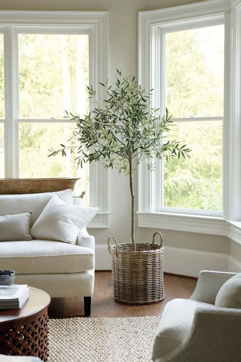 Olive Tree