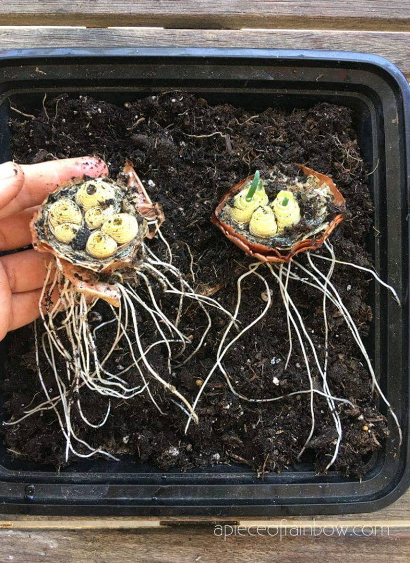 Onion Bottoms