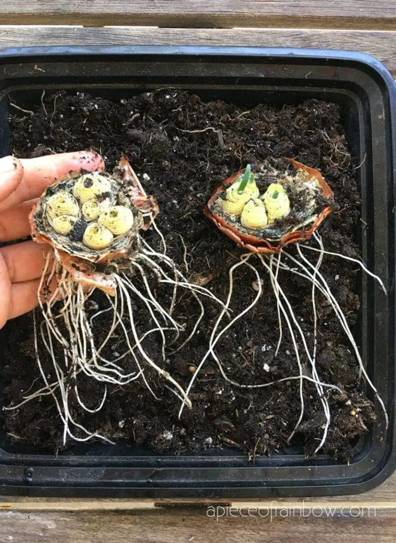 Onion Bottoms