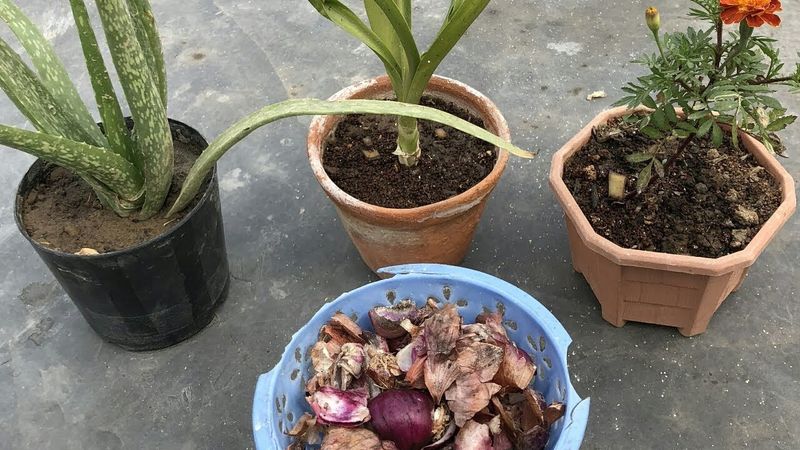 Onion Peels