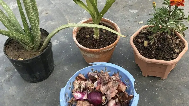 Onion Peels