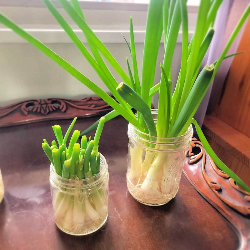 Onion Roots