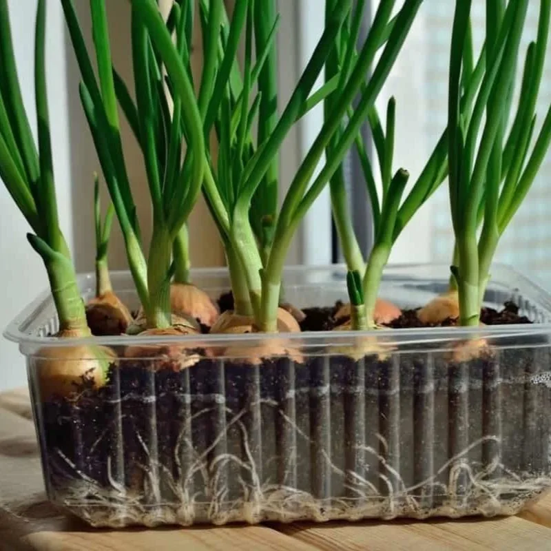 Onions