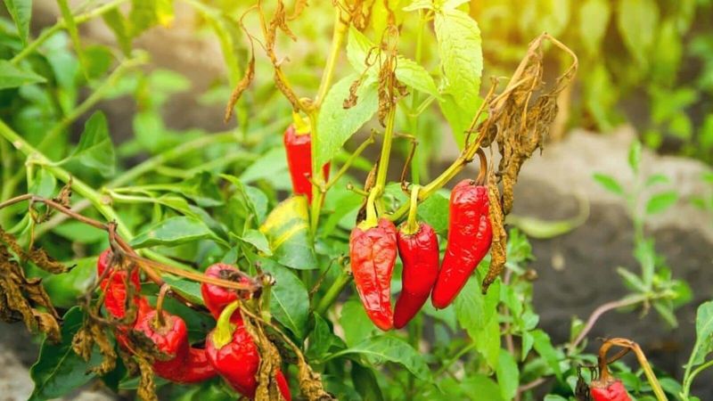 Peppers