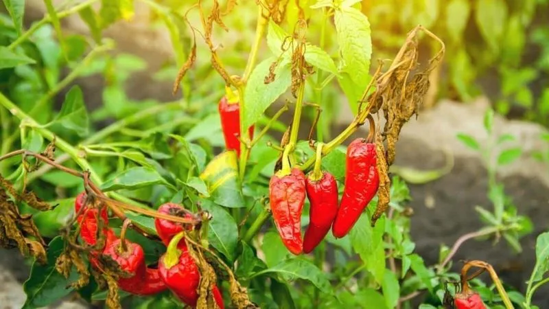 Peppers