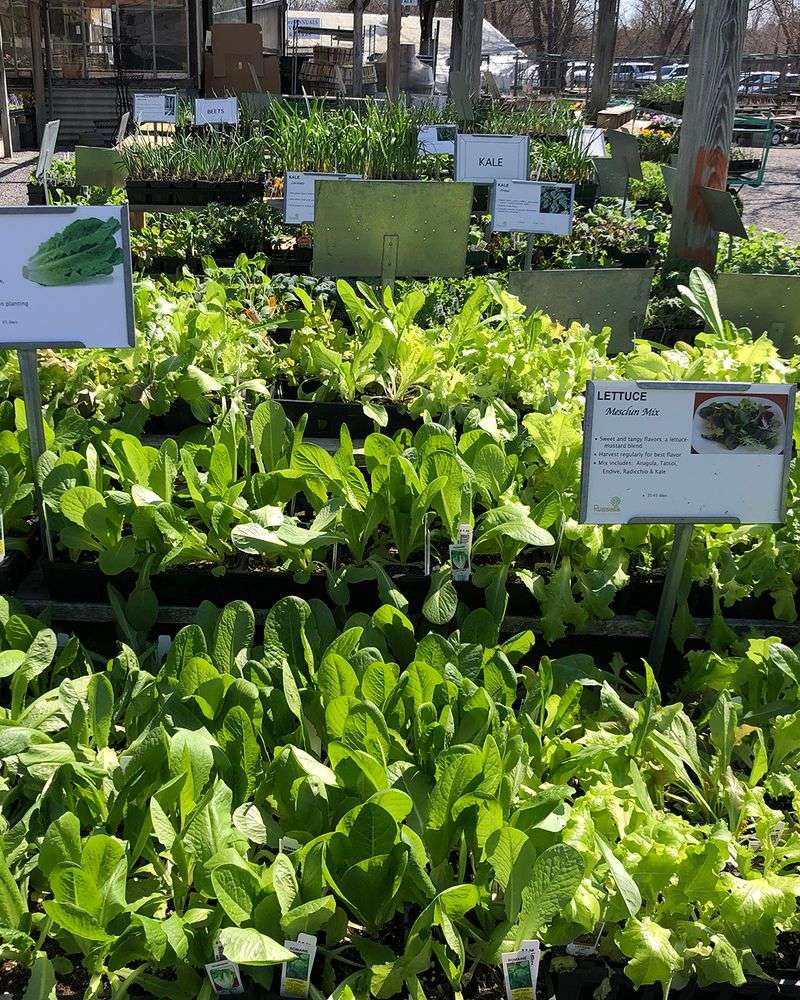 Only Full Sun for Veggies