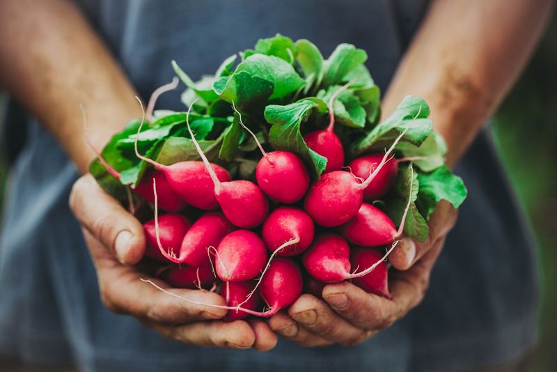 Red Radishes