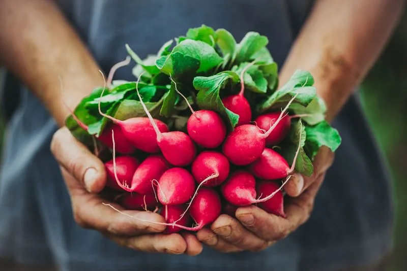 Red Radishes