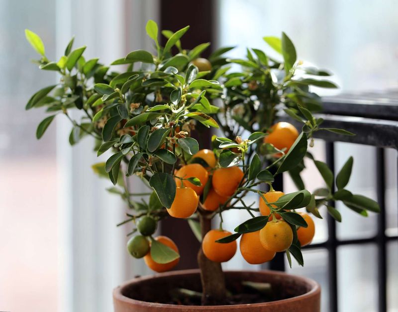 Orange Tree