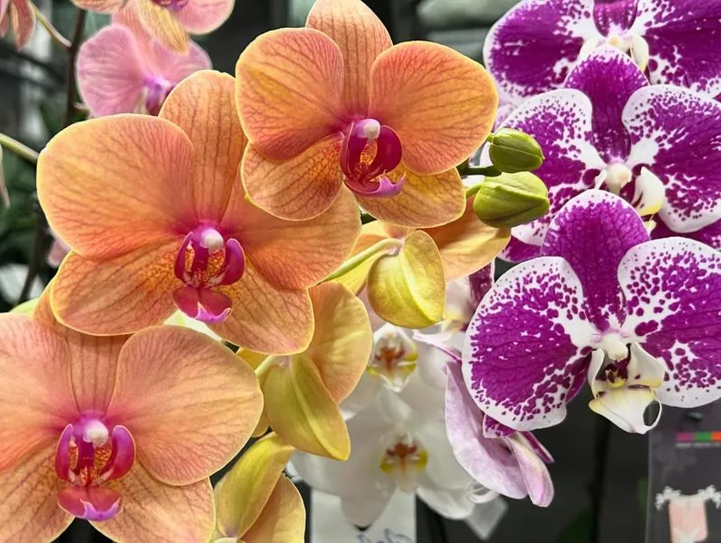 Orchid