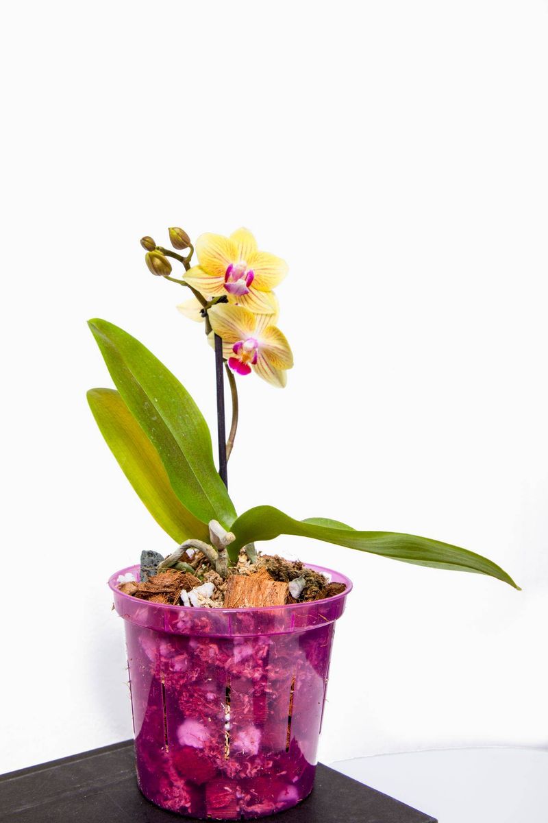Orchid
