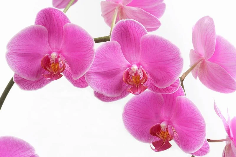 Orchid