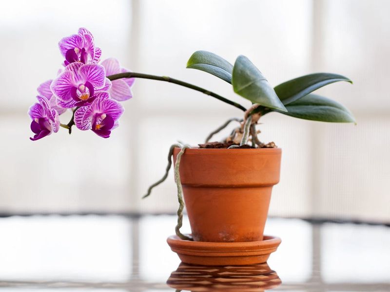 Orchid