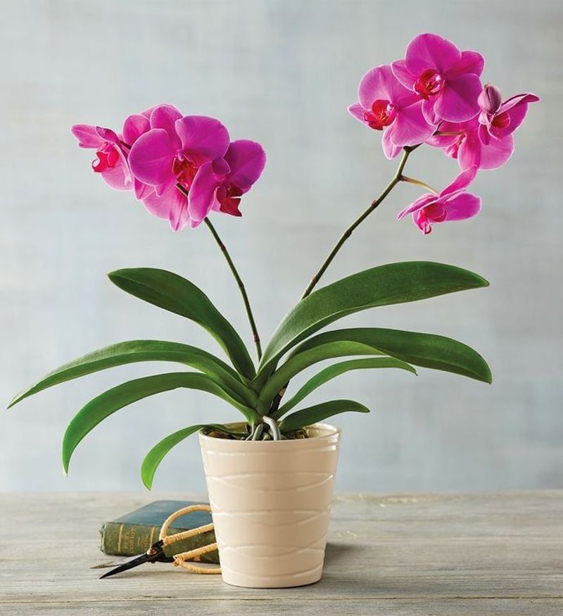 Orchid