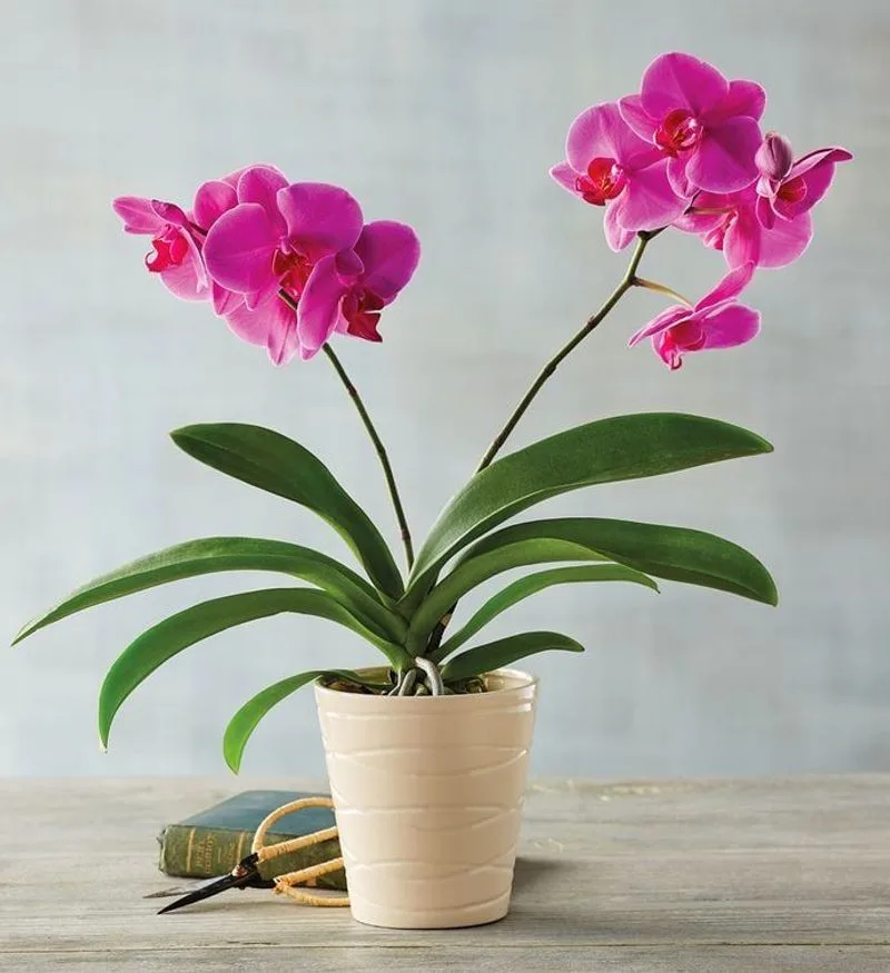 Orchid