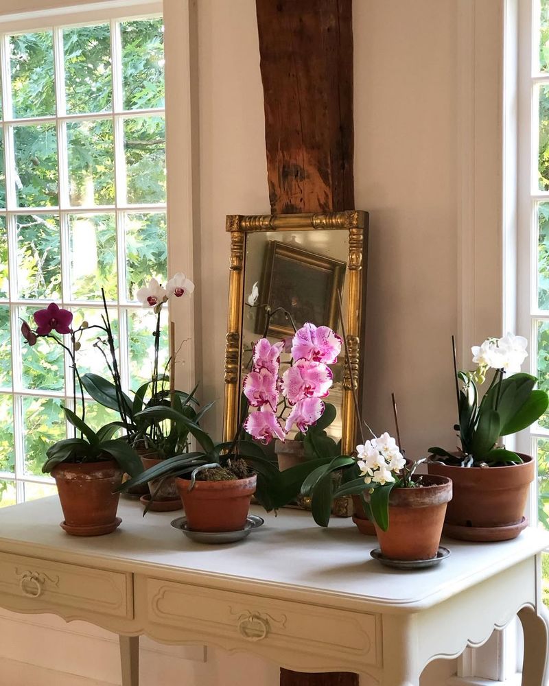 Orchid