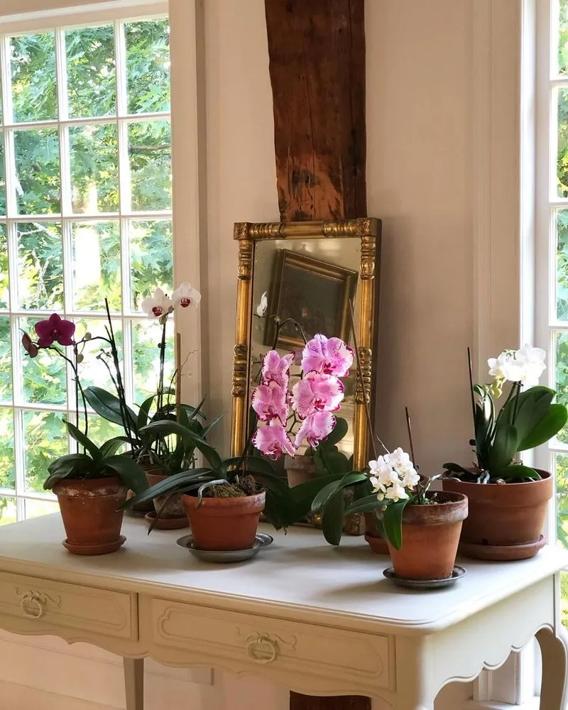 Orchid