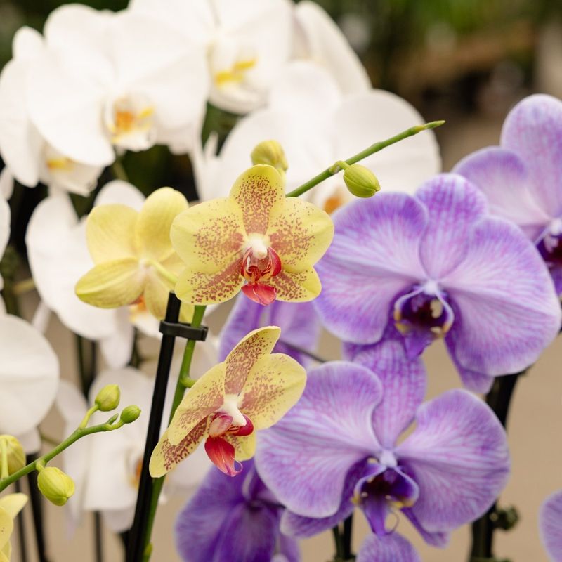 Orchid