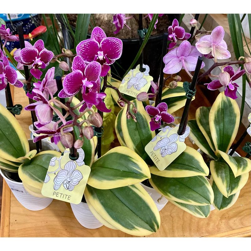 Orchid